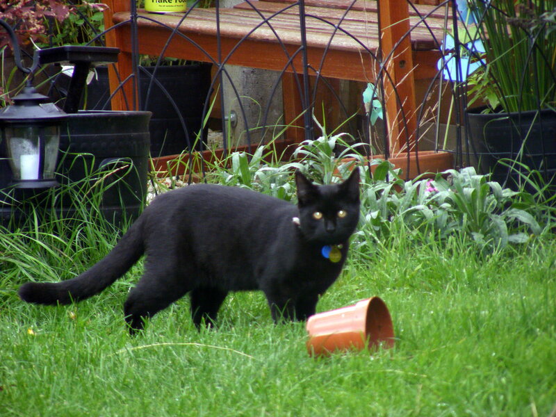 Black Cat in Garden — Green