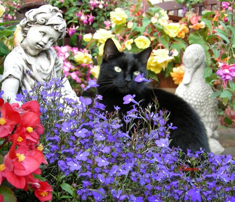 Black Cat in Garden — Purple, Serene