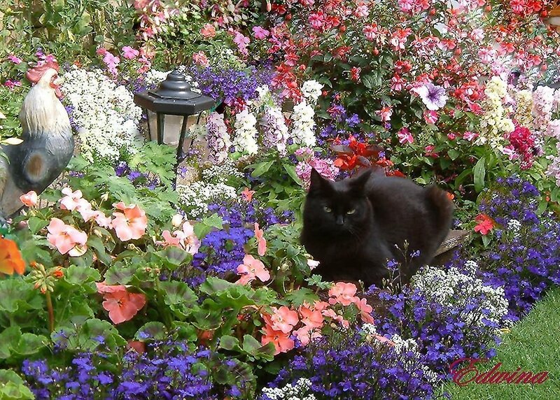 Black Cat in Garden — Purple