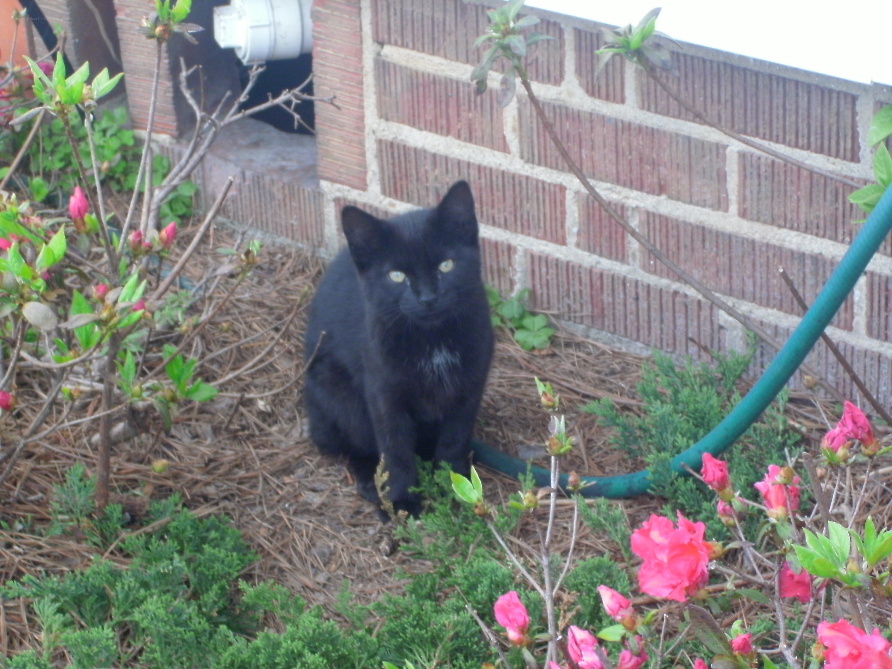 black cat in garden