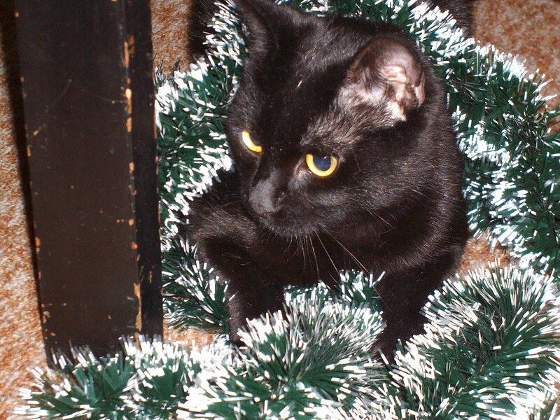 Black Cat in Garland