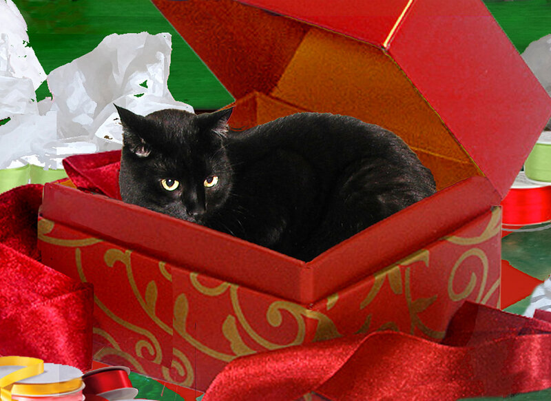 Black Cat in Gift Box