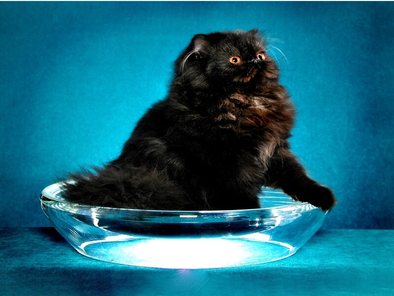 Black cat in glass bowl
