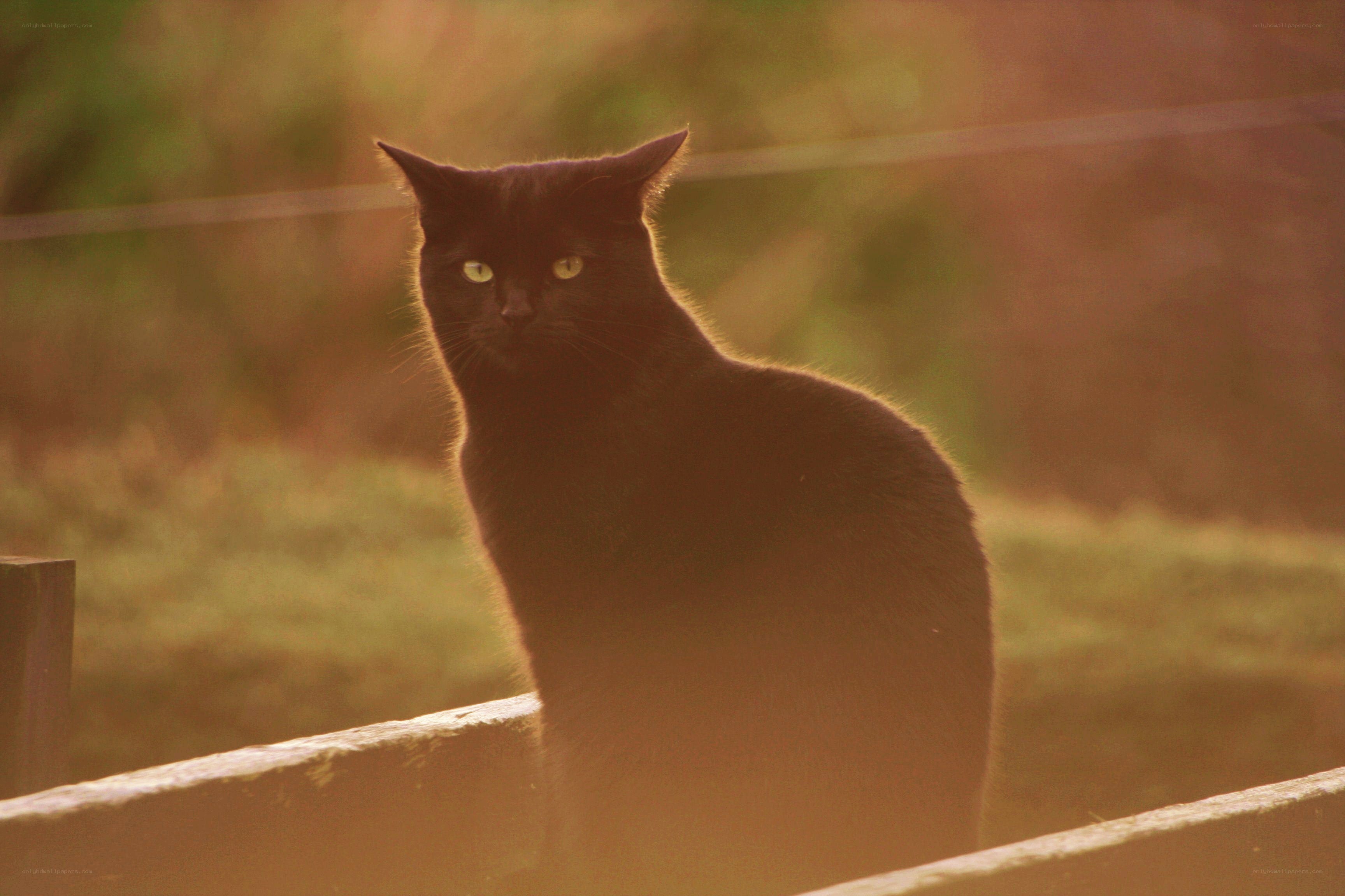 black cat in golden light