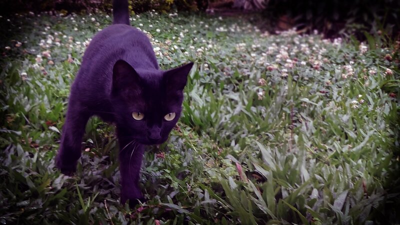 black cat in grass