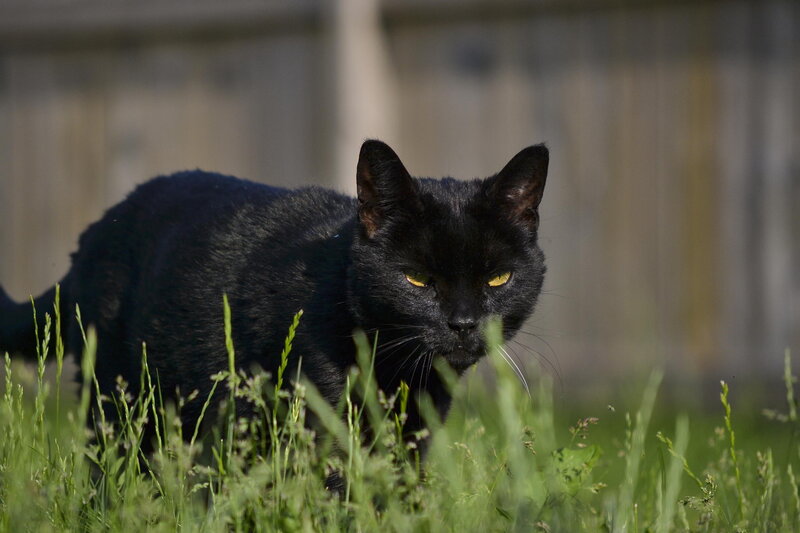 Black Cat in Grass — Alert, Afternoon, Photograph
