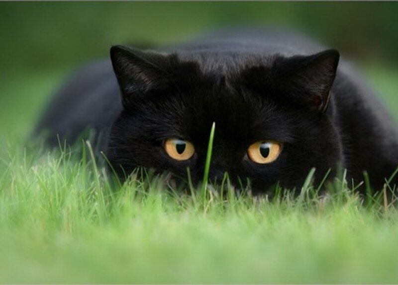 Black Cat in Grass — Alert, Afternoon
