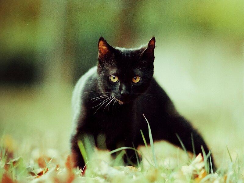 Black Cat in Grass — Alert, Autumn, Photograph