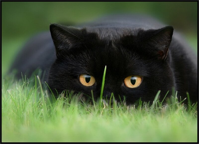 Black Cat in Grass — Alert