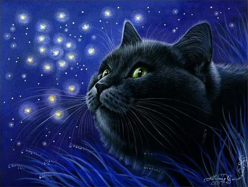 Black Cat in Grass — Blue