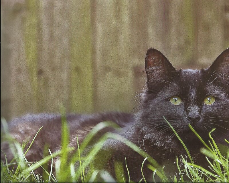 Black Cat in Grass — Calm, Afternoon, Photograph, Fence