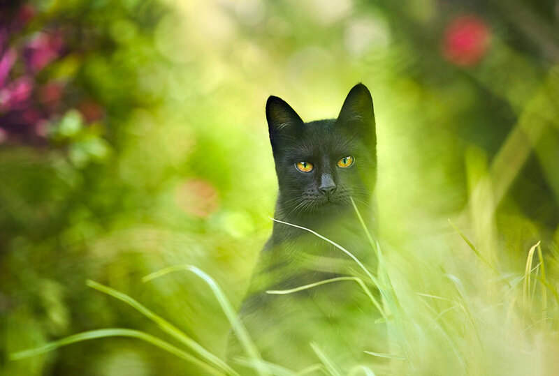 Black Cat in Grass — Calm, Afternoon, Photograph