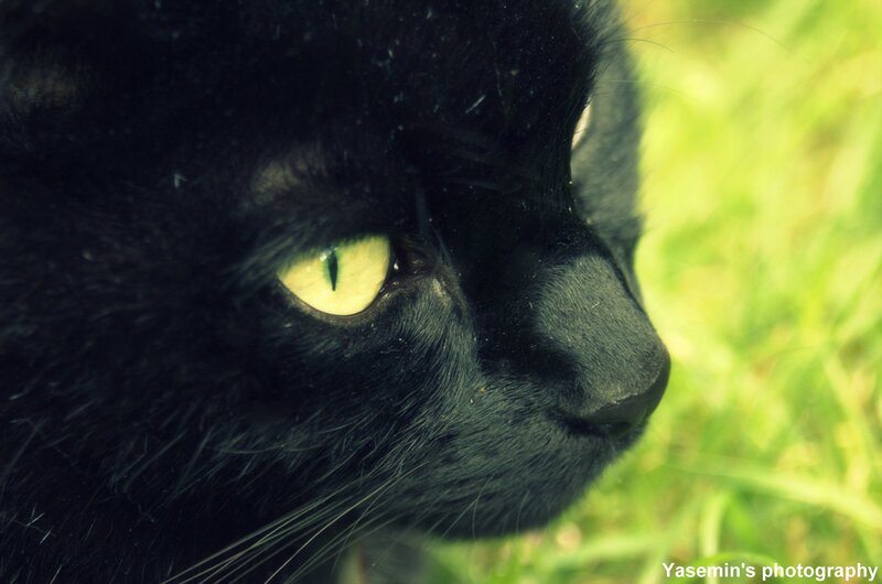 Black Cat in Grass — Calm, Afternoon