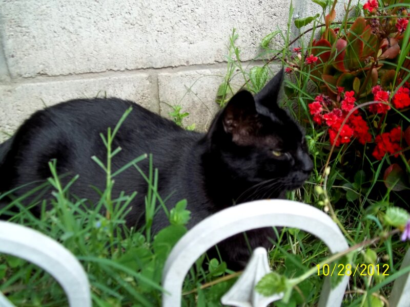 Black Cat in Grass — Calm, Autumn