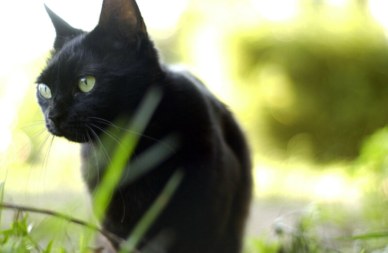 Black Cat in Grass — Calm