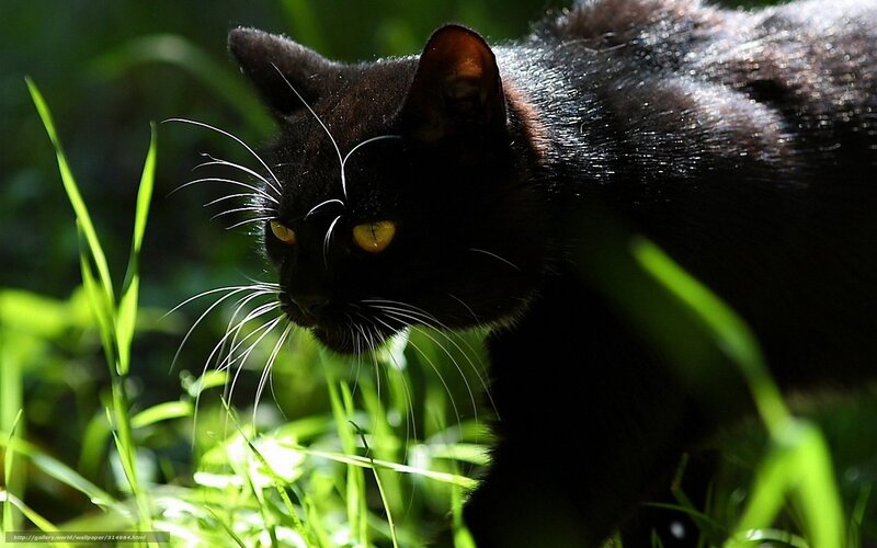 Black Cat in Grass — Dramatic
