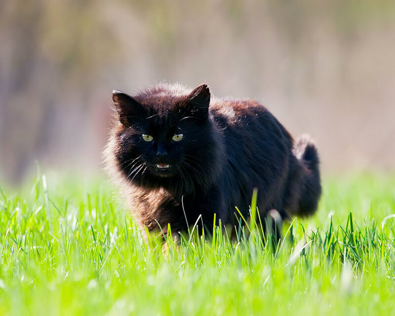 Black Cat in Grass — Green, Alert