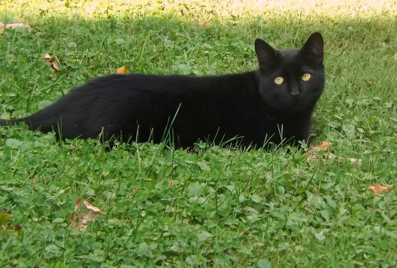 Black Cat in Grass — Green, Calm, Afternoon, Photograph, Leaves