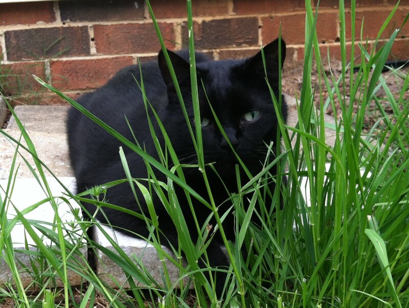 Black Cat in Grass — Green, Calm, Afternoon