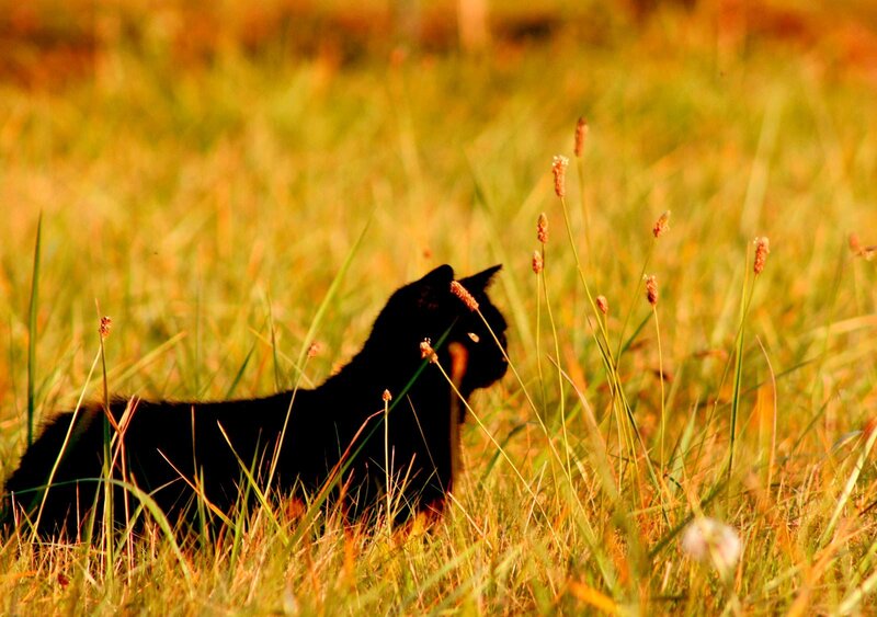 Black Cat in Grass — Green, Calm, Sunset