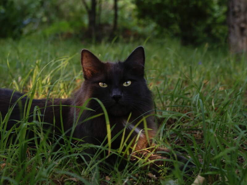 Black Cat in Grass — Green, Calm