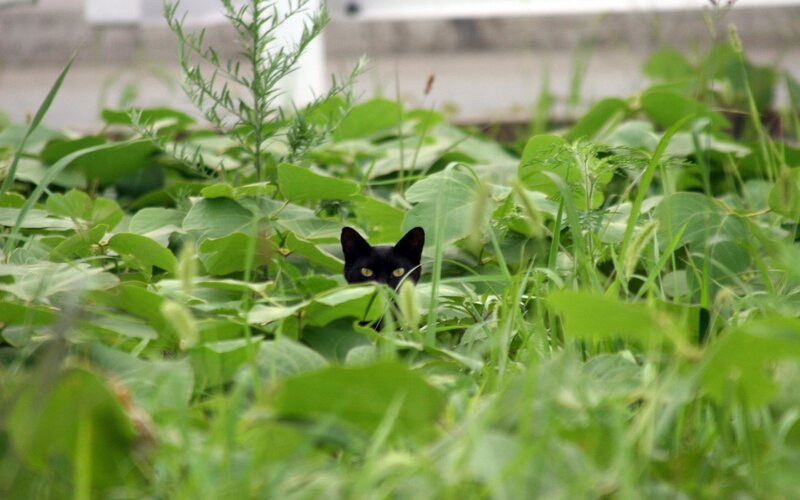 Black Cat in Grass — Green, Curious, Photograph