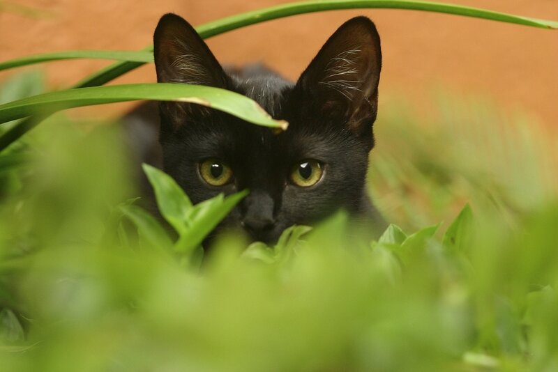 Black Cat in Grass — Green, Curious