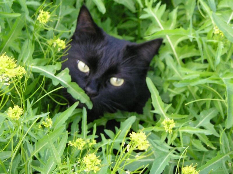 Black Cat in Grass — Green