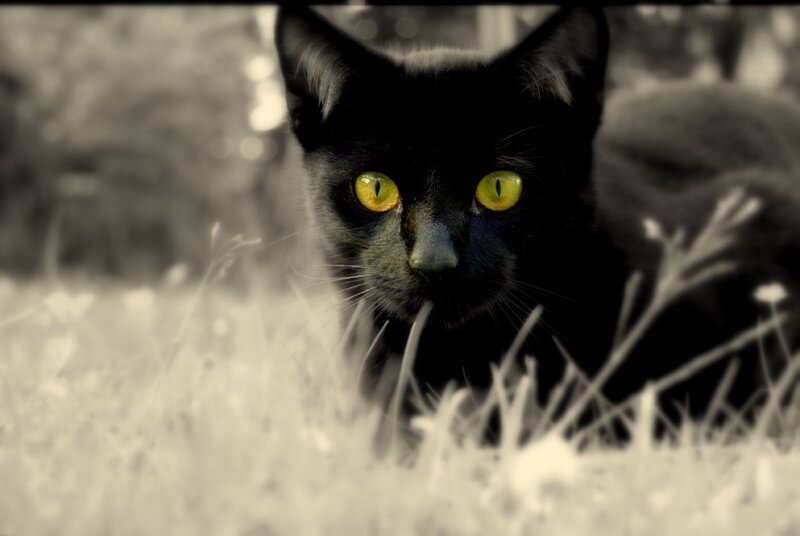 Black Cat in Grass — Intense