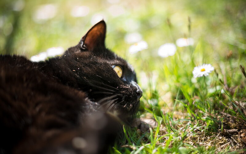 Black Cat in Grass — Serene, Afternoon