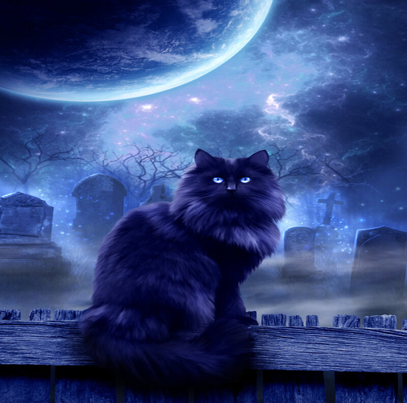 Black Cat in Graveyard — Blue