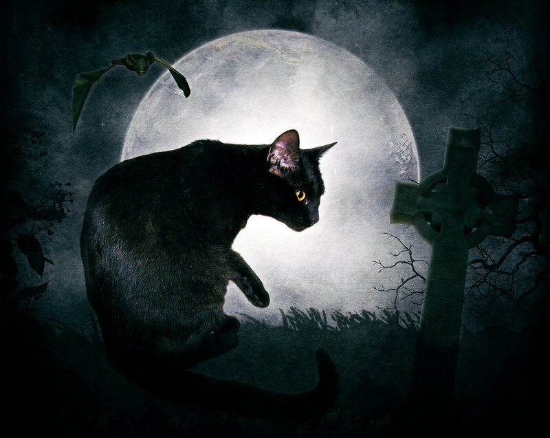 Black Cat in Graveyard — Dark