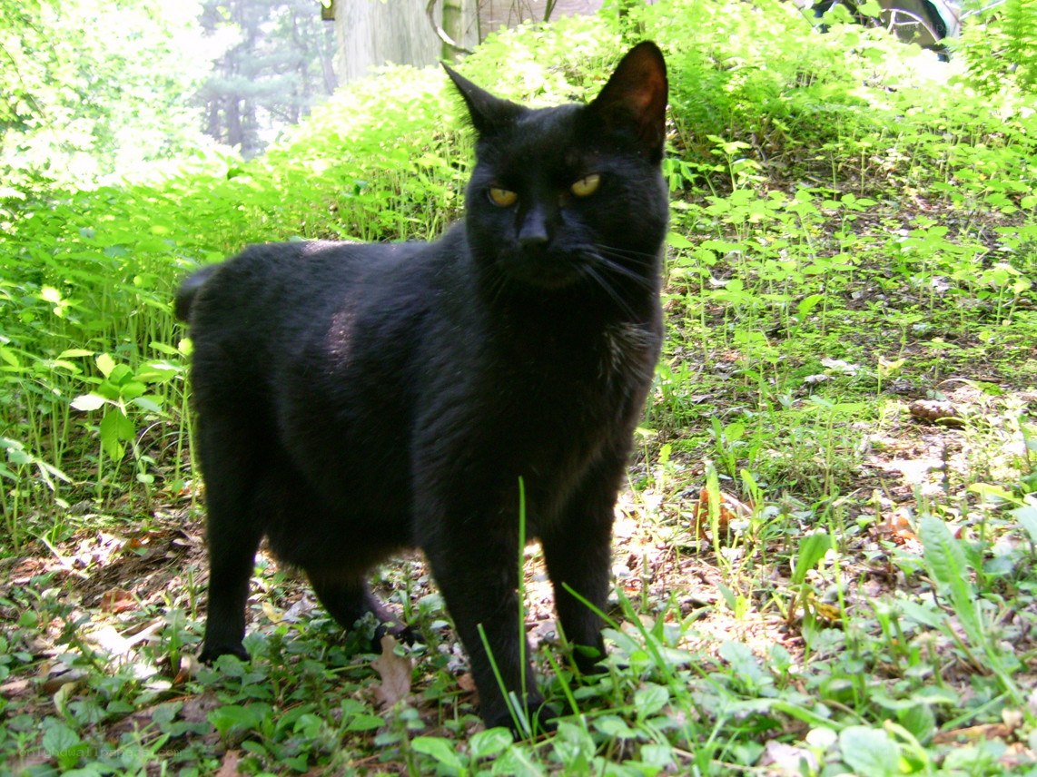 black cat in green foliage