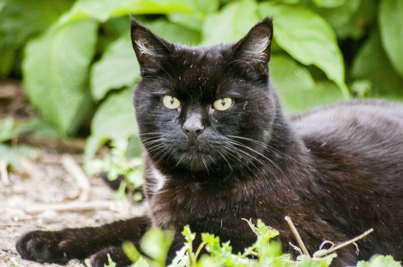 Black cat in green foliage
