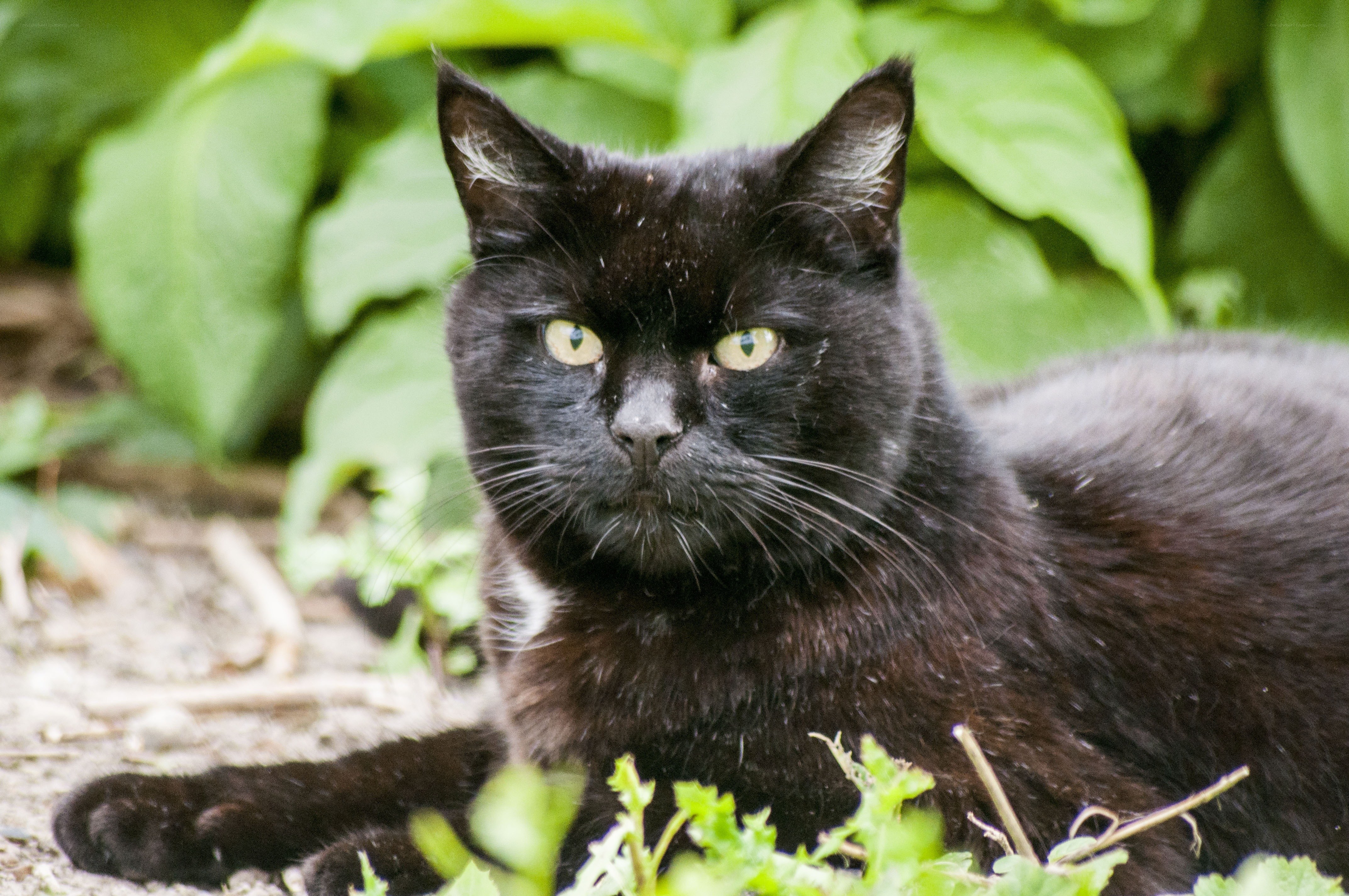 Black cat in green foliage