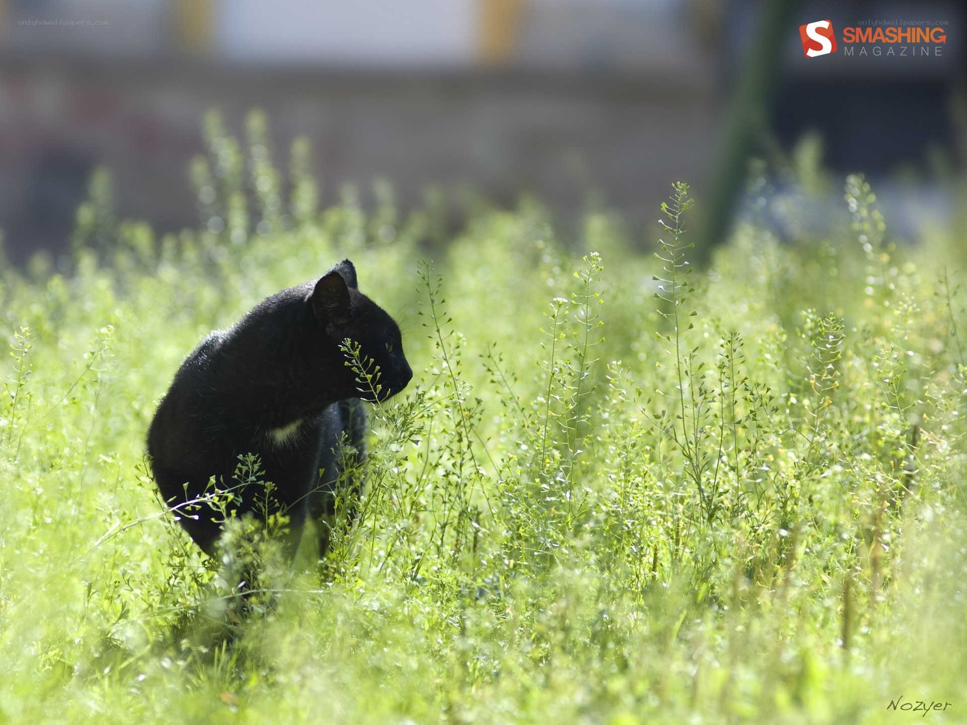 Black cat in green grass