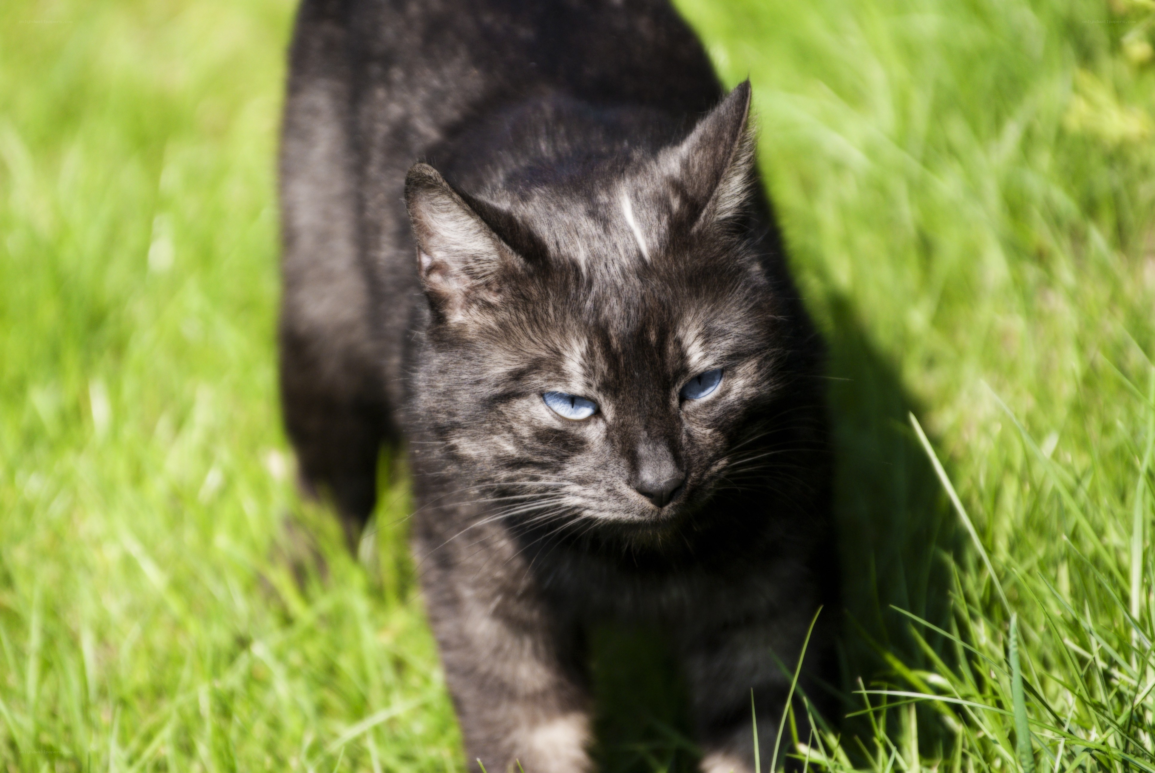 black cat in green grass