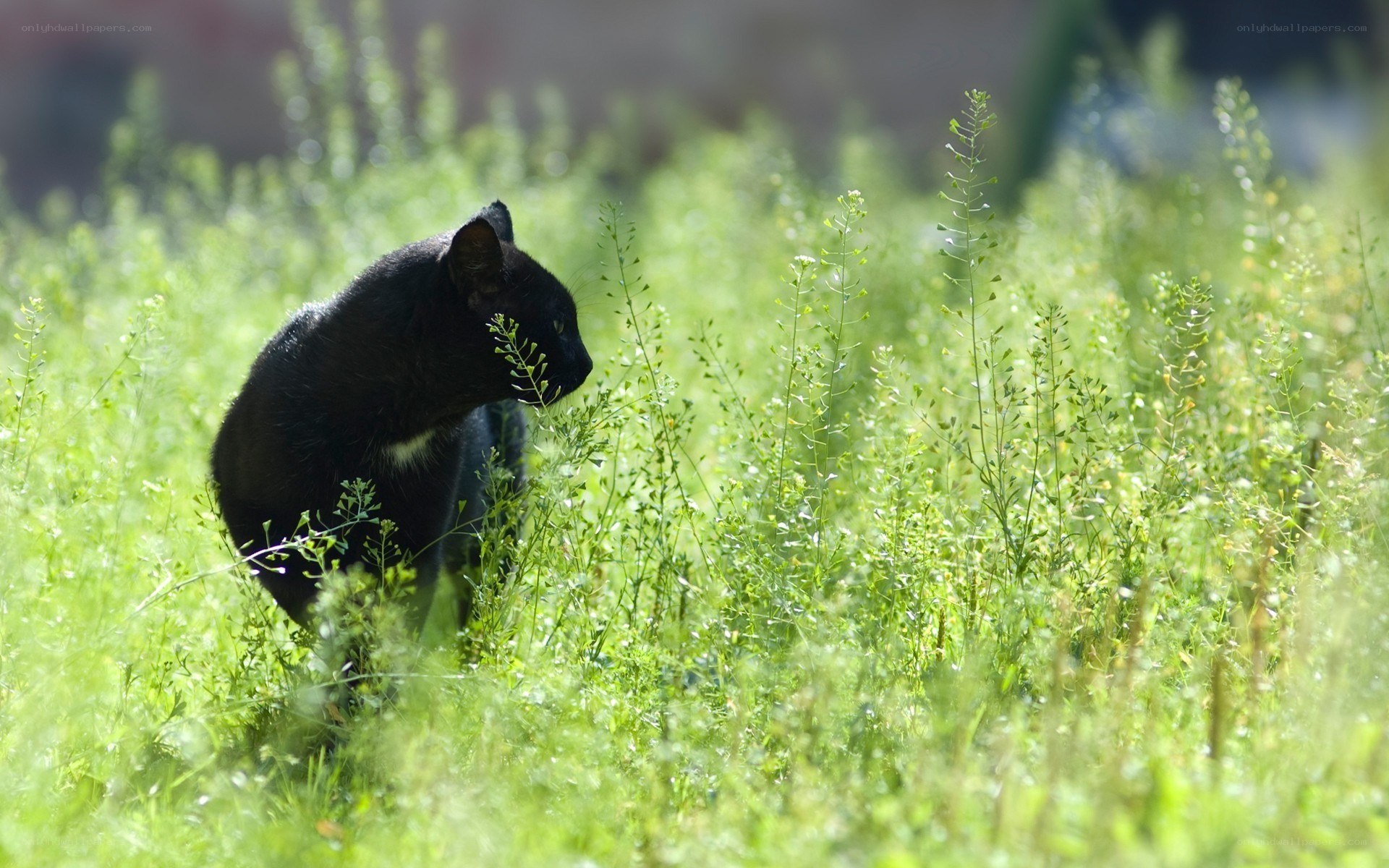 Black cat in green grass