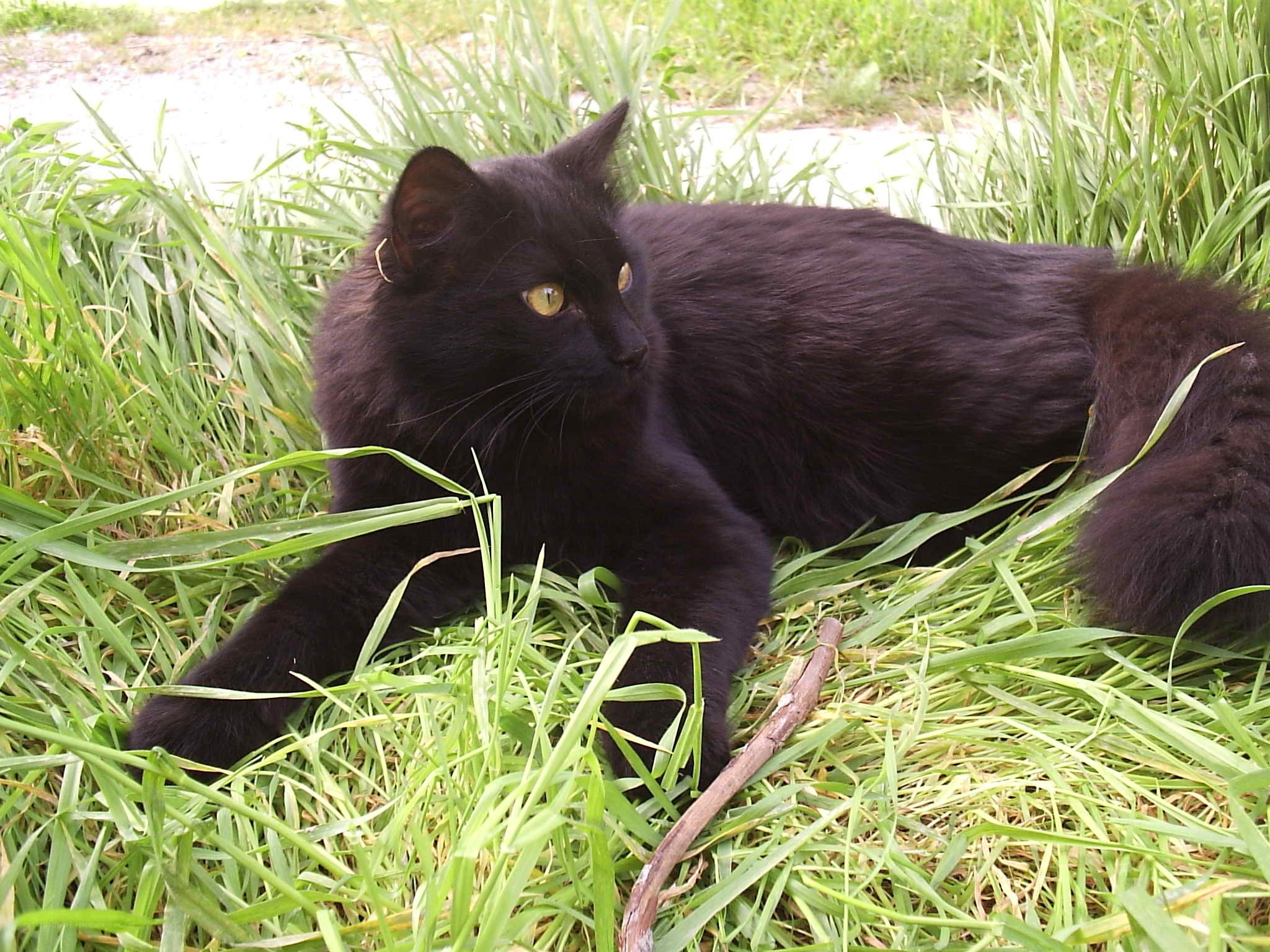 Black cat in green grass