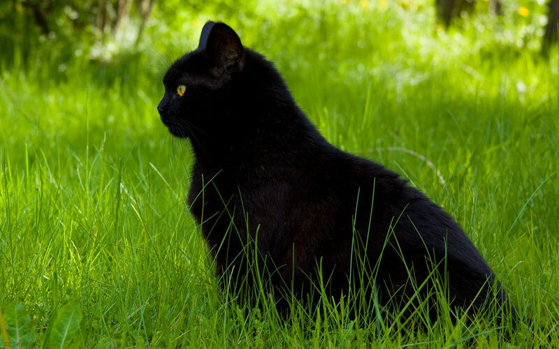 black cat in green grass