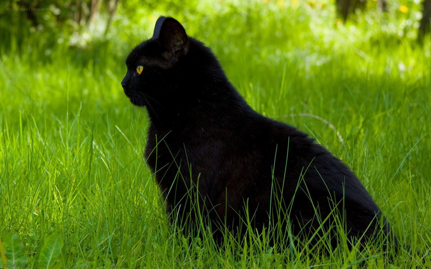 black cat in green grass