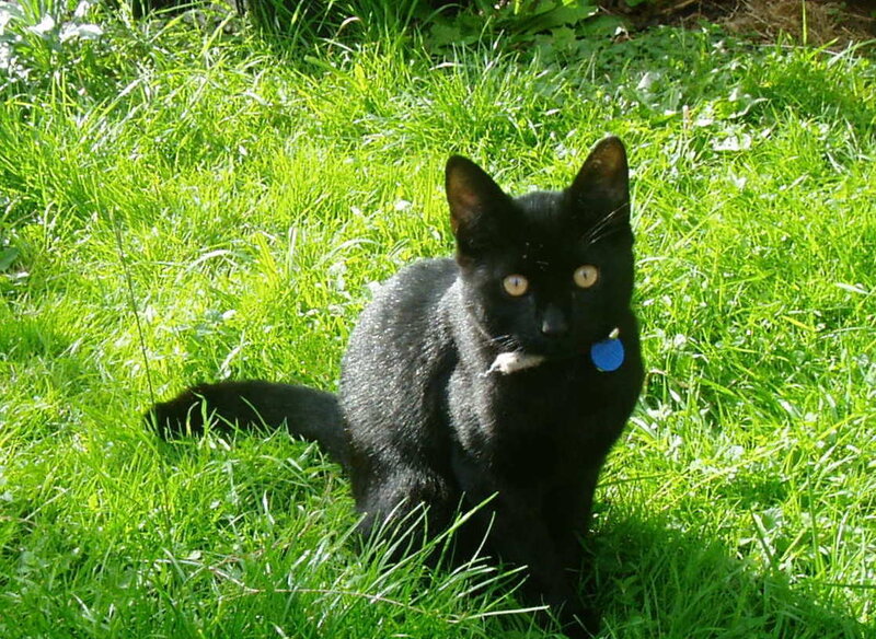 Black cat in green grass