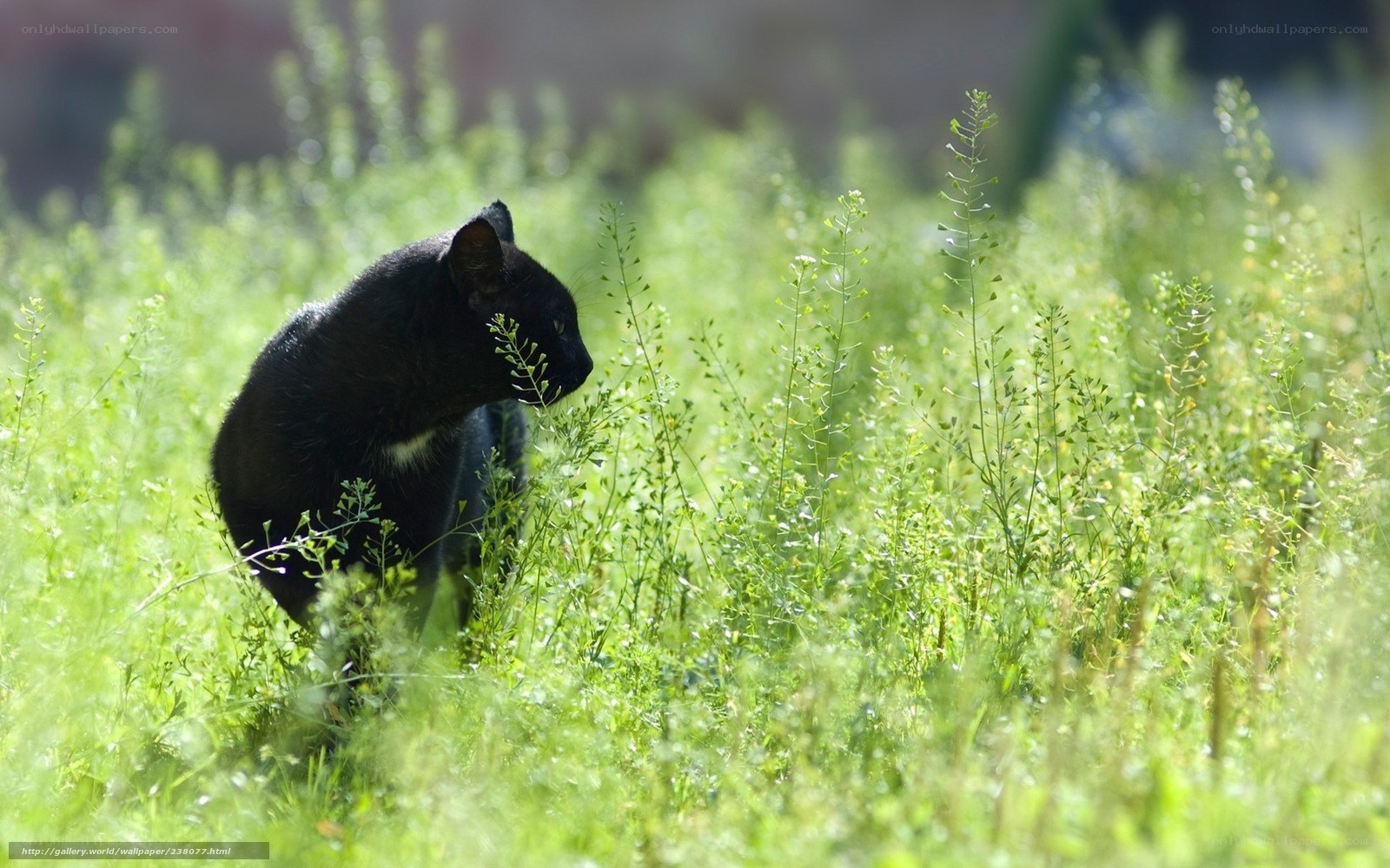 Black cat in green grass