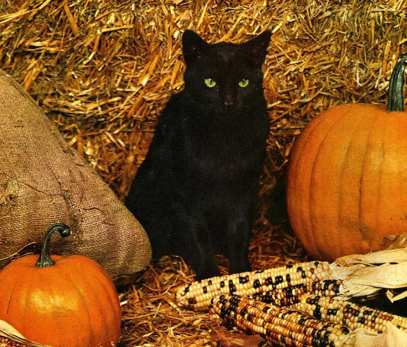 Black Cat in Hay
