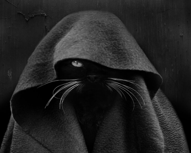 Black Cat in Hood — Dramatic