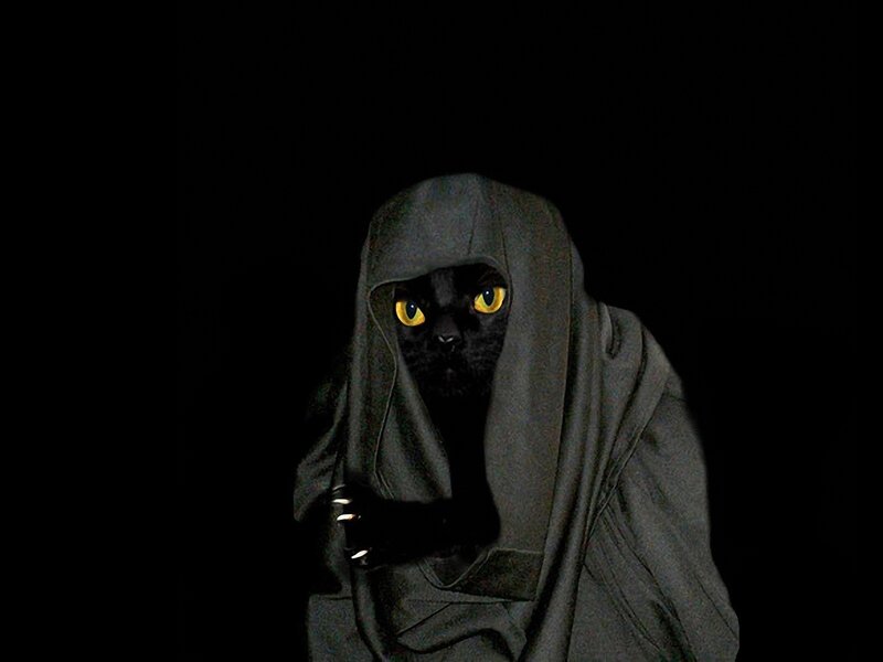 Black Cat in Hood