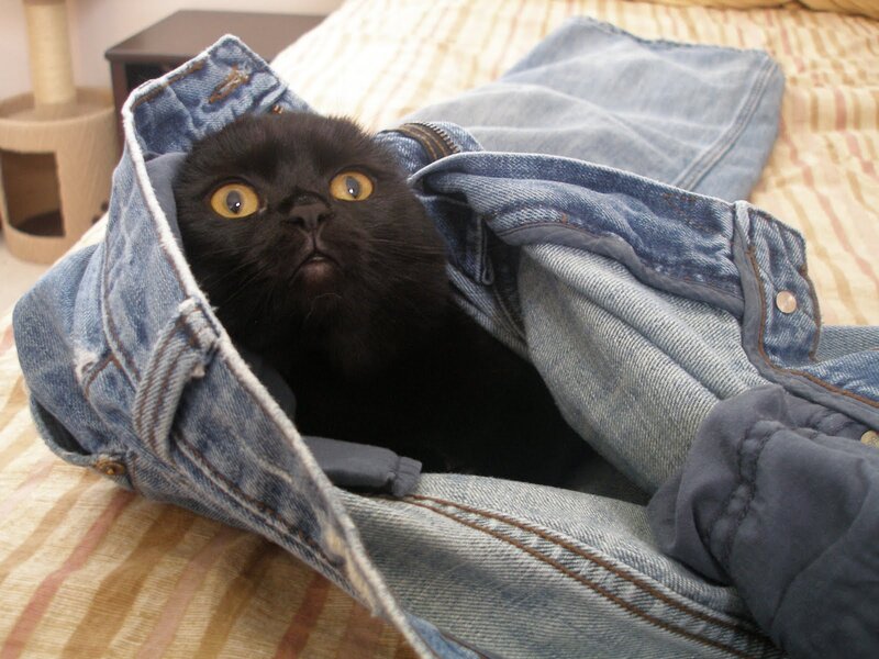 Black Cat in Jeans