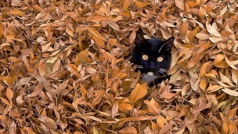 Black Cat in Leaves — Brown, Calm, Autumn