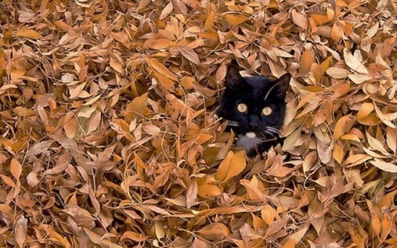 Black Cat in Leaves — Brown, Calm