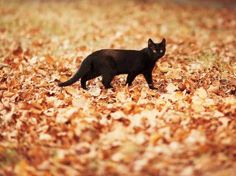 Black Cat in Leaves — Brown